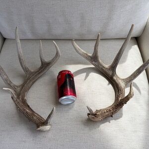 Whitetail Antler Sheds (natural) score 140+/-